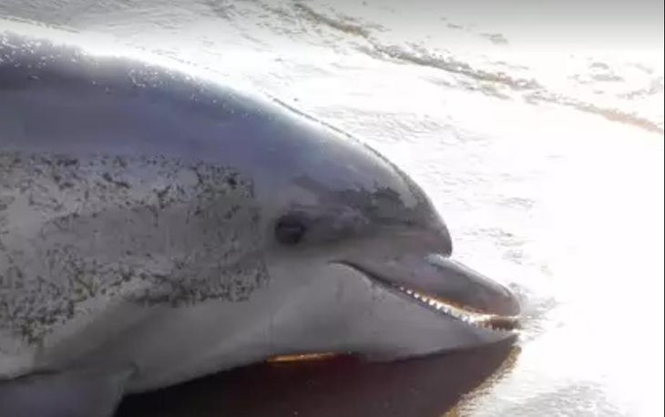 Cá heo chết hàng loạt dạt vào bờ Biển Đen - "nạn nhân" của chiến cuộc? - Ảnh 1. Một con cá heo mắc cạn trên Biển Đen - Ảnh: BUSINESS INSIDER
