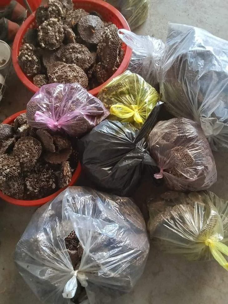Cả triệu đồng mỗi kg tổ ong vàng, thương lái lùng mua dù không rõ để làm gì- Ảnh 1. Tổ ong vàng được người dân huyện Tân Kỳ, Nghệ An gom bán cho thương lái - Ảnh: ÁNH NGUYỆT