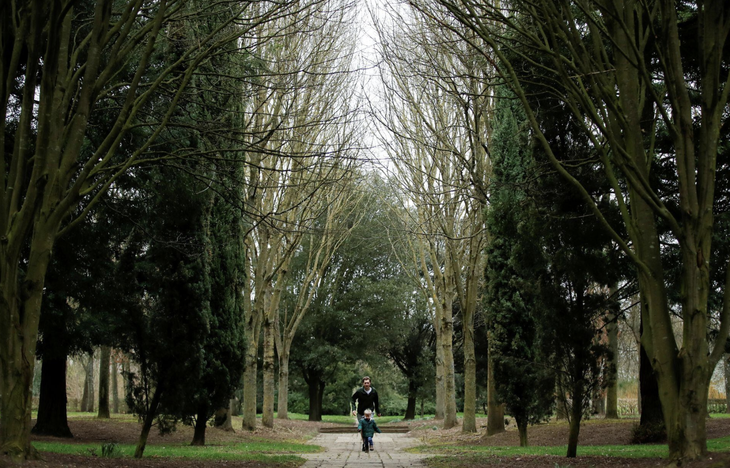 Cây cối khó ‘thở’ và thải nhiều CO2 hơn do khí hậu ấm lên- Ảnh 1. Thực vật đóng vai trò cực kỳ quan trọng trong việc giảm thiểu khí CO2 - Ảnh: REUTERS