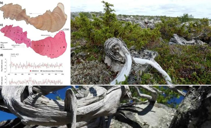 cay-bui-nho-lap-ky-luc-la-cay-lau-doi-nhat-chau-au-1739006514584366641891 Cây bụi nhỏ lập kỷ lục là cây lâu đời nhất châu Âu - Ảnh 1.