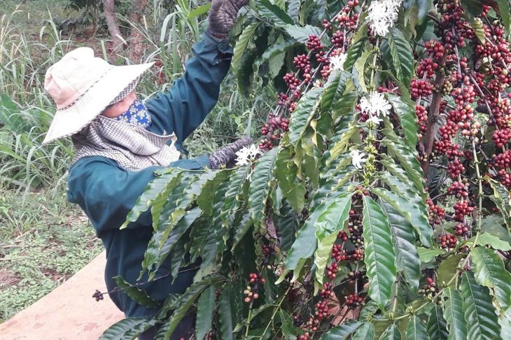 cfe-1124-17315028805361946989982 Cà phê Việt Nam rất ngon, lại đang 'một mình một chợ' nên có thể tự tin vào giá - Ảnh 1.