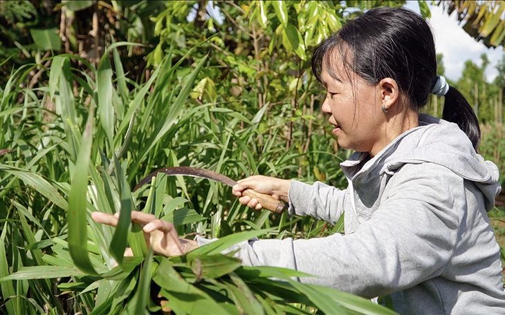 Chồng đi làm mướn, chị Vũ Thị Thơm ở nhà chăm 3 con nhỏ. Tận dụng lúc con ngủ, chị ra cắt cỏ cho dê ăn để cải thiện thu nhập - Ảnh: A LỘC