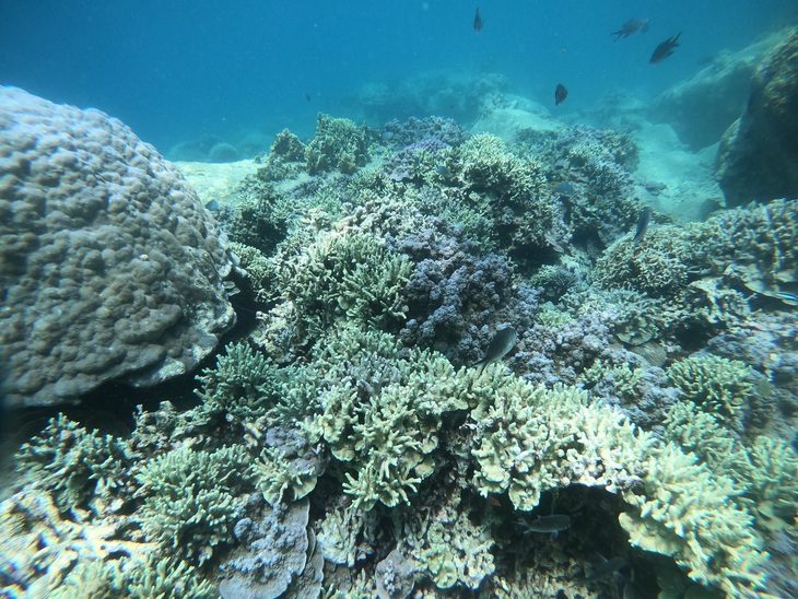 Rạn san hô Hòn Chồng đang có dấu hiệu hồi phục (ảnh chụp đầu tháng 7-2023) - Ảnh: BQL Vịnh Nha Trang