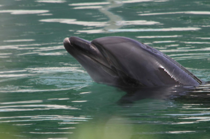 Bí ẩn cá heo "độc thoại" do cảm thấy cô đơn - Ảnh 1. Chú cá heo nói chuyện một mình, khoa học bối rối - Ảnh 1.