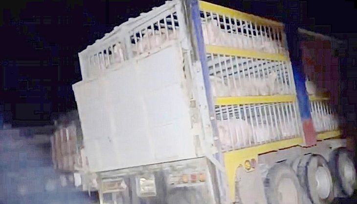 Chuyện heo nhập lậu: Khi con heo chui lọt lỗ kim- Ảnh 1. Heo nhập lậu từ Campuchia qua đường Tân Hồng (Đồng Tháp) từ 22h đến 6h sáng hôm sau. Trong ảnh: heo nhập lậu vào tối 16-1-2024 - Ảnh: bạn đọc cung cấp