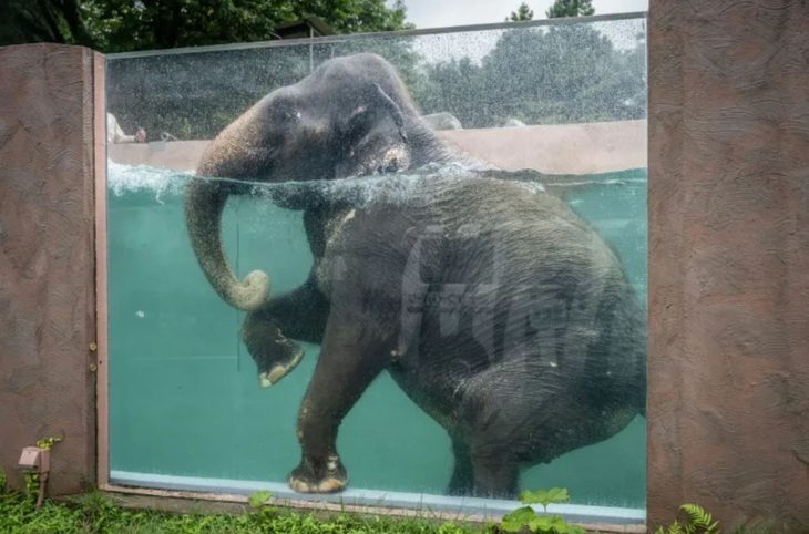 An Asian elephant swims in a pool with transparent sides at Fuji Safari Park in Susono city (Yuichi YAMAZAKI) Một chú voi châu Á bơi trong bể bơi tại công viên Fuji Safari ở thành phố Susono, Nhật Bản - Ảnh: AFP